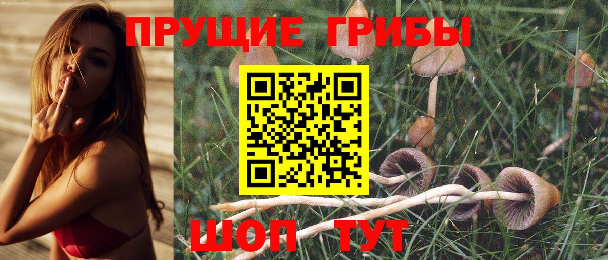 Галлюциногенные грибы Psilocybe Кимовск